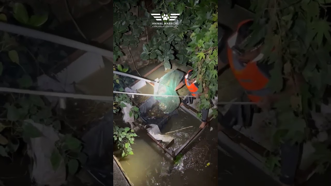 Rescue of a dog from Musi river | Hyderabad floods | AWCS # dogrescue 