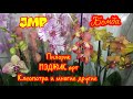 #Канчура Орхидеи в JMP
БОЛЬШОЙ завоз красивых   Фаленопсисов.
JMP готов к 8 МАРТА