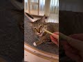 Welcome to the live broadcast of the Meow Family Games. The daily life of Big and Xiao Mi. The l