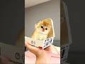 🍔 "This kitten is so tiny... my brain said 'mini burger' for a second. 😂🐱
