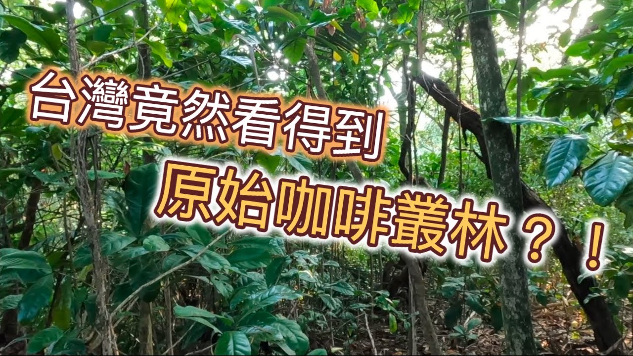 台灣竟然有原始咖啡叢林？！【cc字幕】