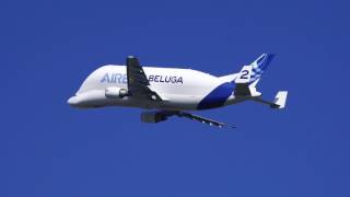 Airbus A300-600ST Beluga 2 taking off at Toulouse airport