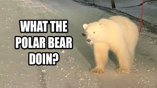 What a Polar Bear doing in Arlington, Texas | Debunking the Myth