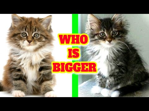 Video: Ukweli Wa 5 Kuhusu Maine Coon