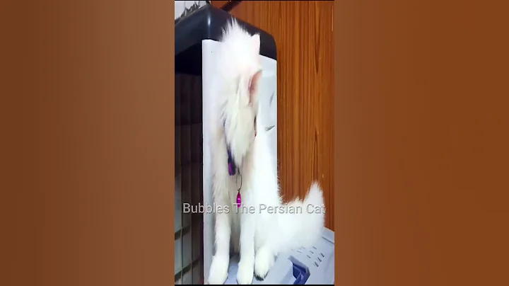 Video 11813221: persian cat love