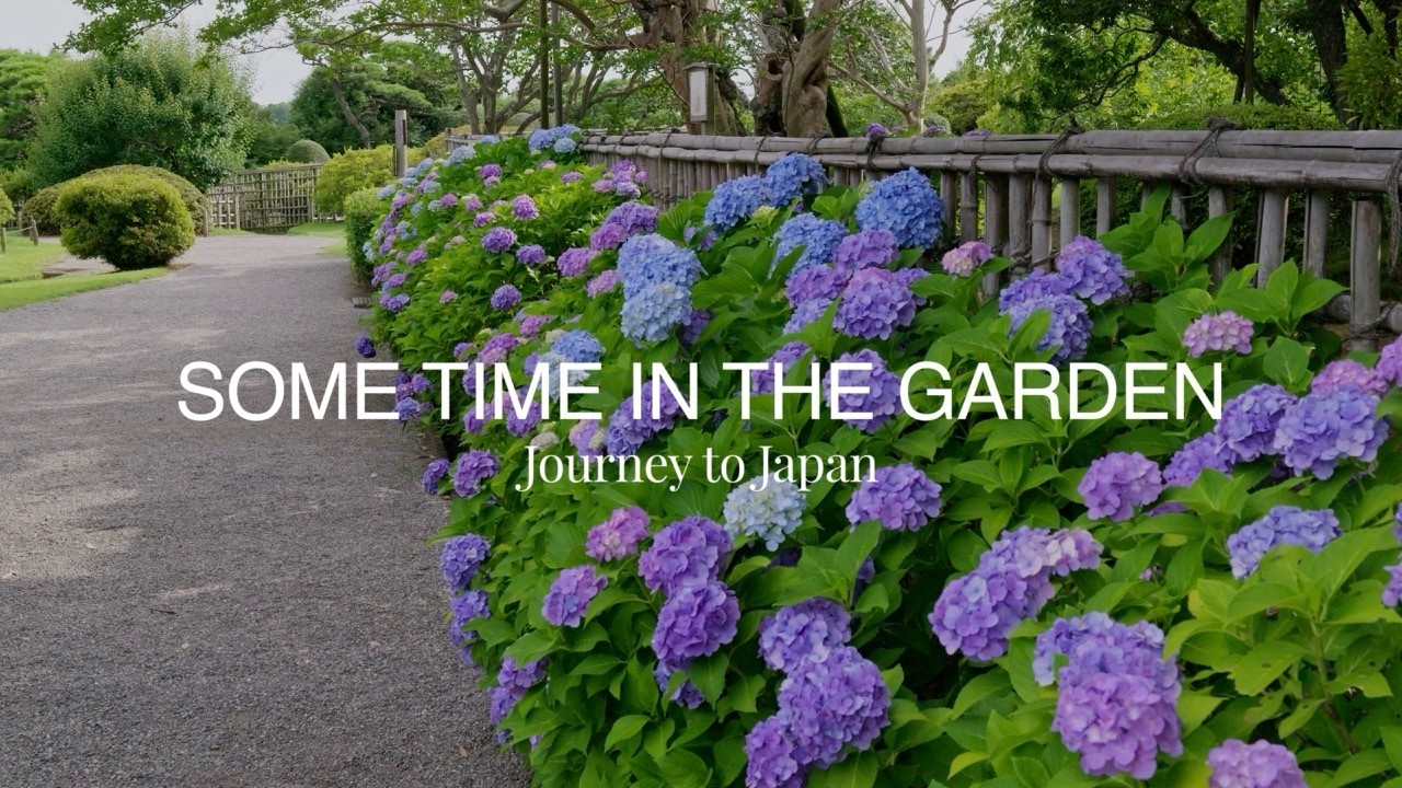 Blue Hydrangeas and Bamboo: A Stroll Through Japan's Legendary