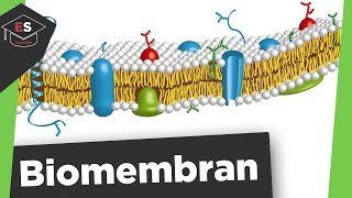 Biomembran - Aufbau und Funktion - Flüssig Mosaik Modell - Biomembran Aufbau und Funktion erklärt!