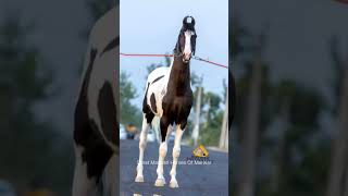 Ablak Marwari Stallions