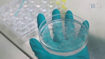 Assessment of the Cytotoxic and Immunomodulatory Effects of Substances in Human