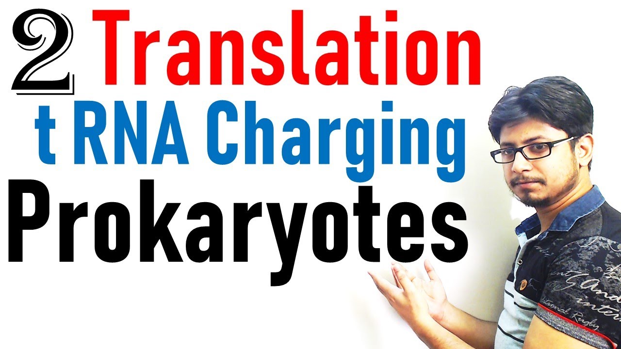 Translation in prokaryotes lecture 2 | tRNA charging in protein synthesis biology major rutgers