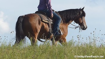 Shazaamalena***For info, price, etc., go to our website*** Valley View Ranch