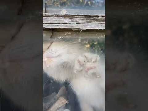 Котик хочет обниматься