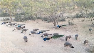 Peacocks and Peahens Playfully Battling for Seeds | Nature | Desert Wildlife