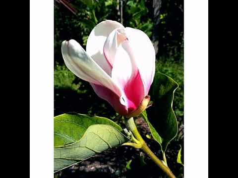 Nr 40 Inga Un Inna August 2029