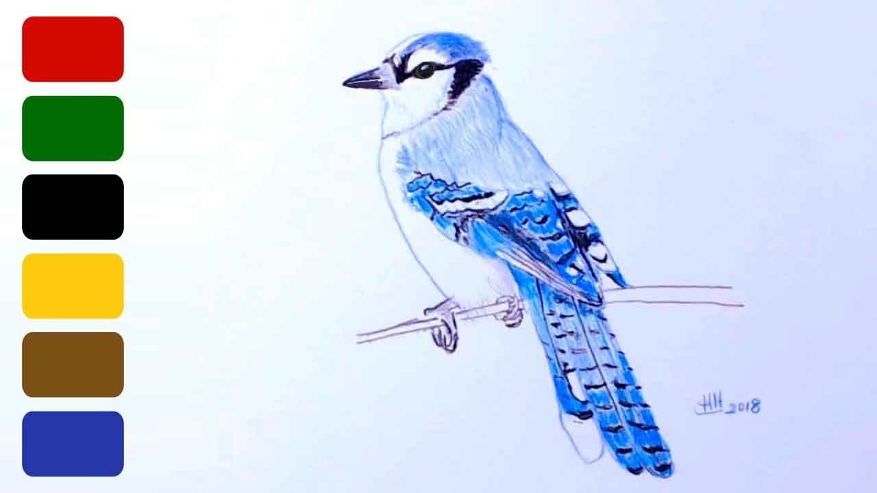 How To Draw A Bird Realistic Blue Jay