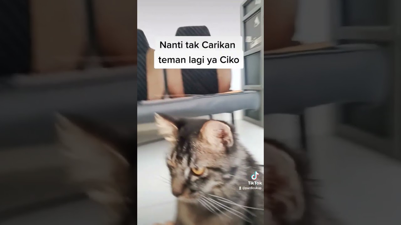 Kucing mati diracun