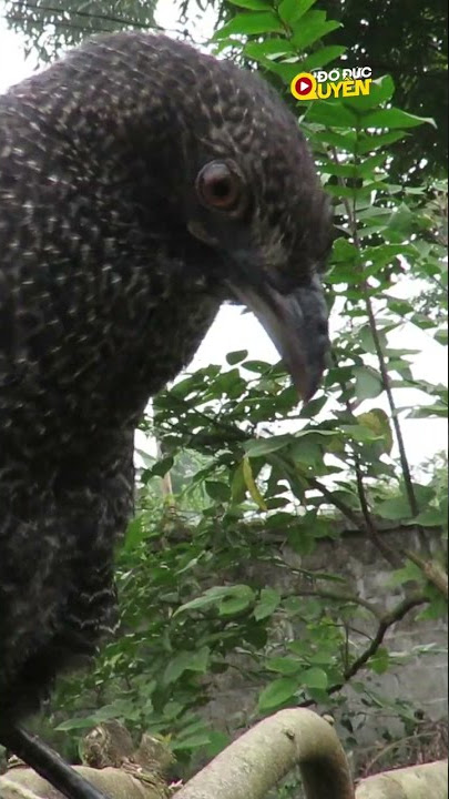 Tiếng chim bìm bịp gù cực hay #shorts