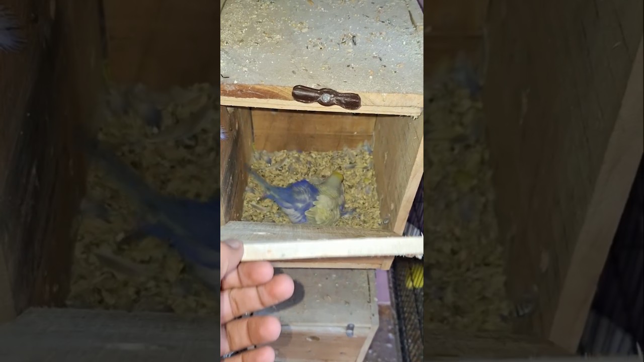 Budgie parrot breeding progress 😱🤯 