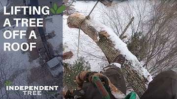 Lifting a Fallen Tree Off a Roof After a Snowstorm in Auburn, OH | Independent Tree, Northeast Ohio