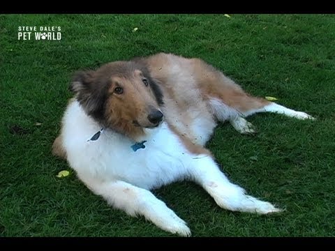 petco hours Steve Dale: Bo Comes Home