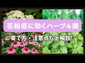 花粉症に効くハーブ４選!!育て方や注意点などを解説します!!