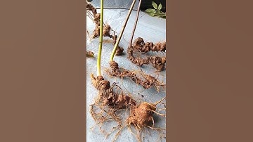 #sâm_ngọc_linh_rừng Lô sâm rừng chất từng cọng rễ , 7củ / 1,3kg Giá 90tr/1kg  #sâm_ngọc_linh_rừng