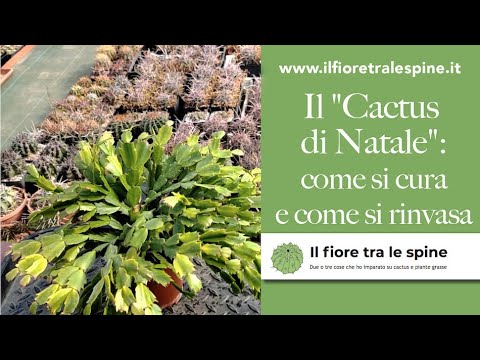 Video: Rinvaso di cactus di Natale - Quando e come rinvasare un cactus di Natale