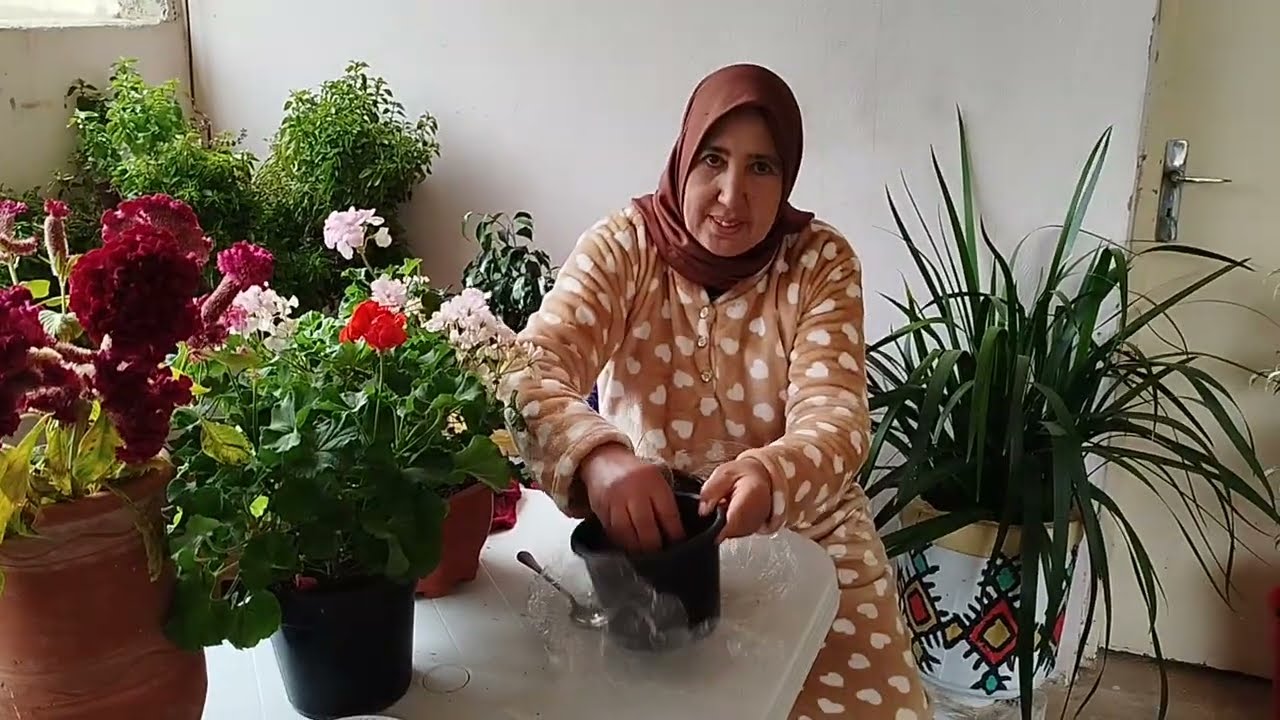 تسميد سهل مجاني يعطي نتيجة رائعة للنباتات ،🌹طريقة نجاح زراعة بذور القزبر والمعدنوس