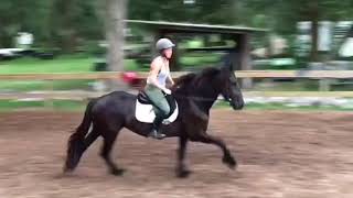 Friesian mare for sale in florida 16h ...