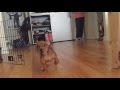 Cute Dachshund Puppy Running Slow-Mo and Crashes (Funny)