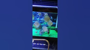 Cá dĩa xanh cobalt và cá dĩa xanh chỉ ( Zalo 0399915079) ship toàn quốc