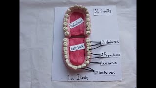 COMO HACER MAQUETA DE LOS DIENTES CON PLASTILINA