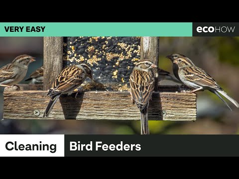 How to clean bird feeders