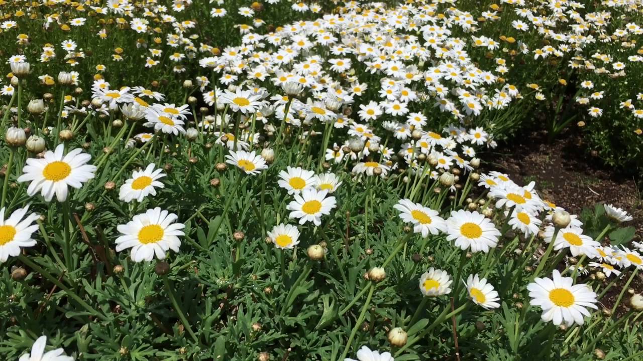 伊豆四季の花公園 Youtube