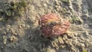 Lovenia Heart Urchin