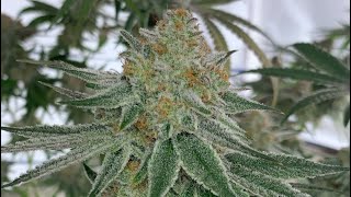 Personal Cannabis Garden Update Videoooo