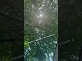The primal life 🍃