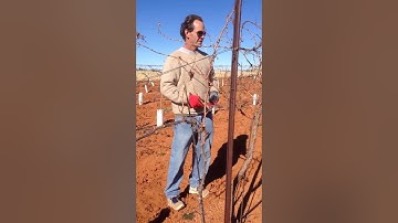 Kent Callaghan prunes the vines at Callaghan Vineyards