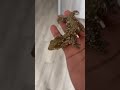 my GTB/GTA fired up #leachianus #gecko #gta #fyp #foryou #explore #youtubeshorts