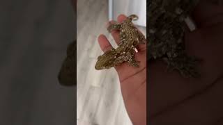 my GTB/GTA fired up #leachianus #gecko #gta #fyp #foryou #explore #youtubeshorts