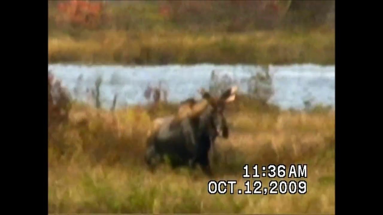 Moose Sighting in Tupper Lake, NY, Adirondacks 10/12/2009 YouTube