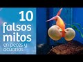 🔟  MITOS · Creencias FALSAS sobre PECES y ACUARIOS [ Capítulo 100 ]