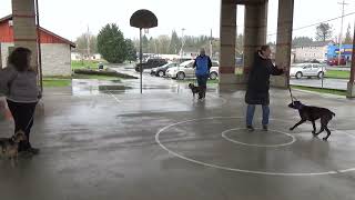 Class 2 foundation obedience, second class.  Sit, down, nose touch.  Nose touch by shape training.