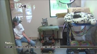 Collierville Animal Services