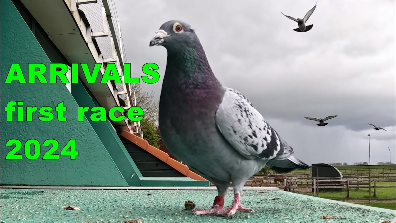 ARRIVALS First Race 2024