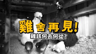 【雞】雞舍再見!小雞孵出後續!【許伯簡芝】雞21