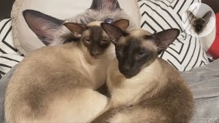 About those who love and know how to relax 💖😊💖 oriental cats | cats resting | cat family 💖 by Clan of Lumier 301 views 2 weeks ago 6 minutes, 59 seconds
