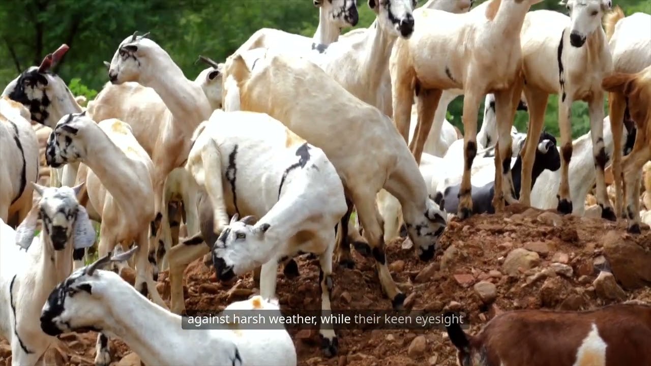 Mountain Goat Adaptations