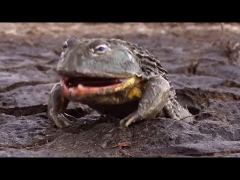 Видео: Лягушки монстры, огромные и очень прожорливые!