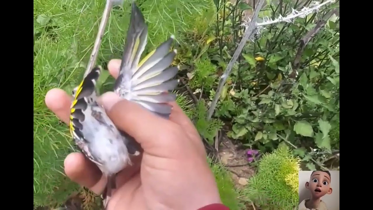 صيد فراخ الحسون المهاجر 2025